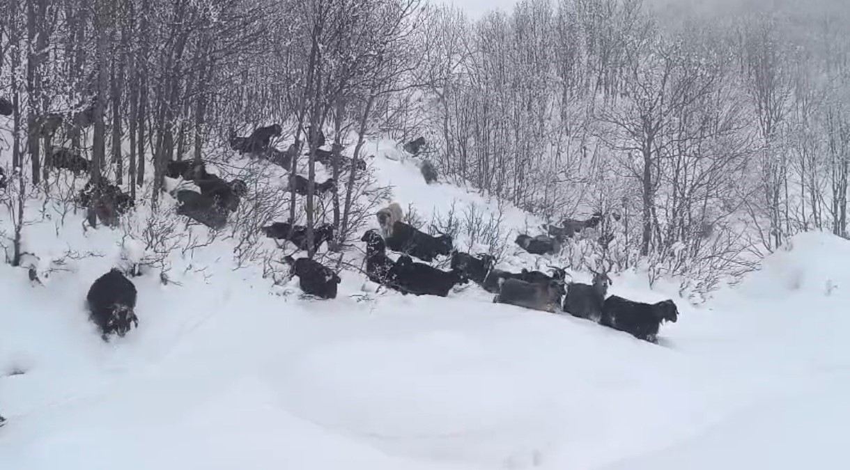 Yaban domuzunun saldırısına uğrayan çoban kameraya yansıdı
