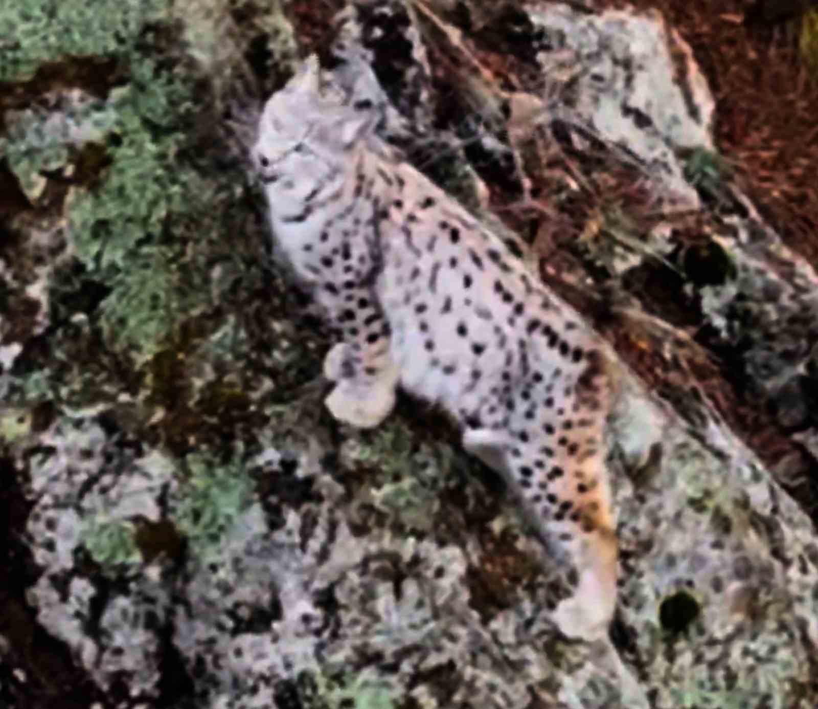 Yaban hayatında nadir görüntü: Artvin’de dağların zirvesinde gebe vaşak kamerada
