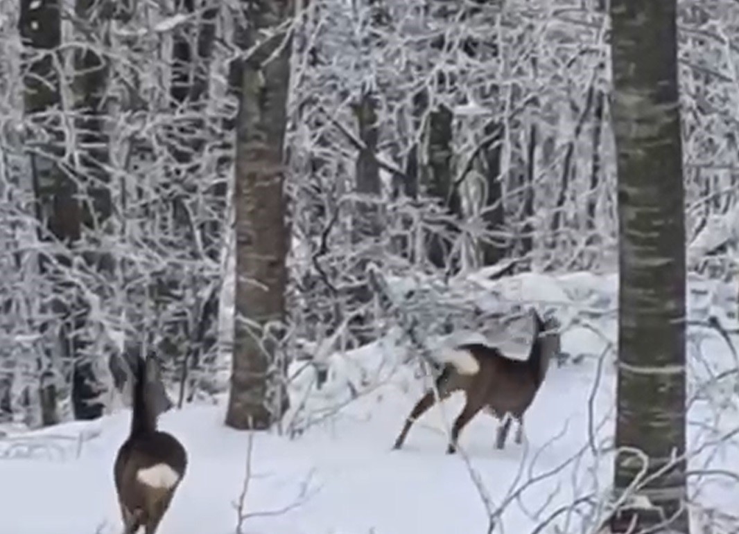 Yaban hayvanları için dağa çıktı, iki geyikle karşılaştı
