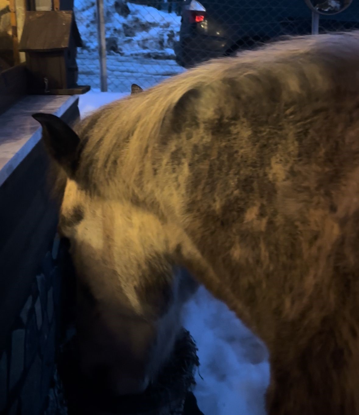 Yabani yılkı atları evine kadar geldi, ortaya samimi anlar çıktı: "Hoş geldiniz"
