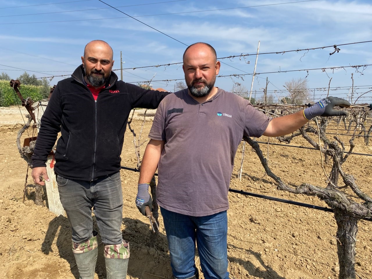 Yağışa teslim olan bağlar ayağa kalktı
