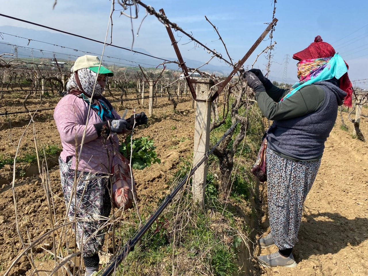 Yağışa teslim olan bağlar ayağa kalktı
