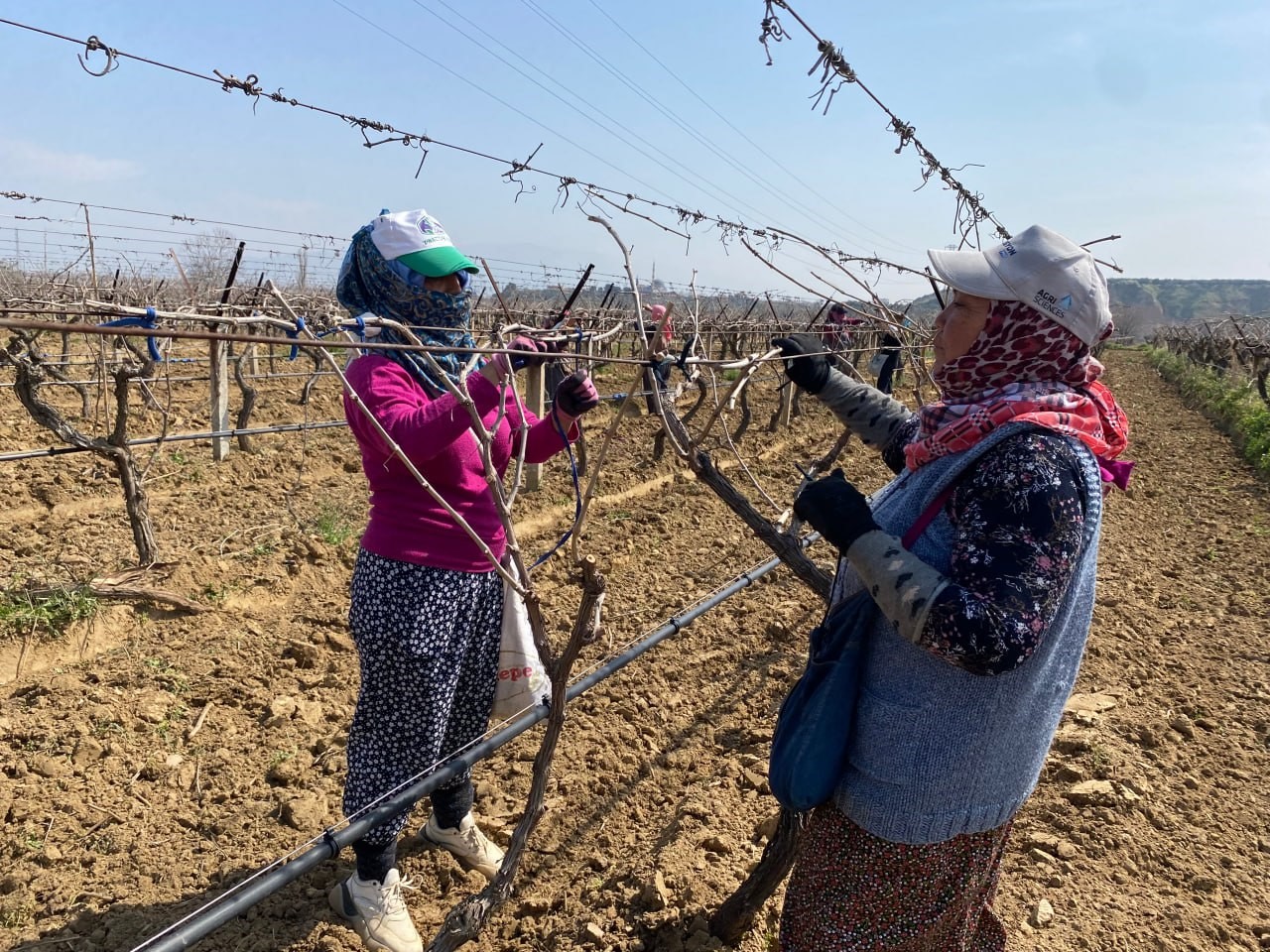 Yağışa teslim olan bağlar ayağa kalktı
