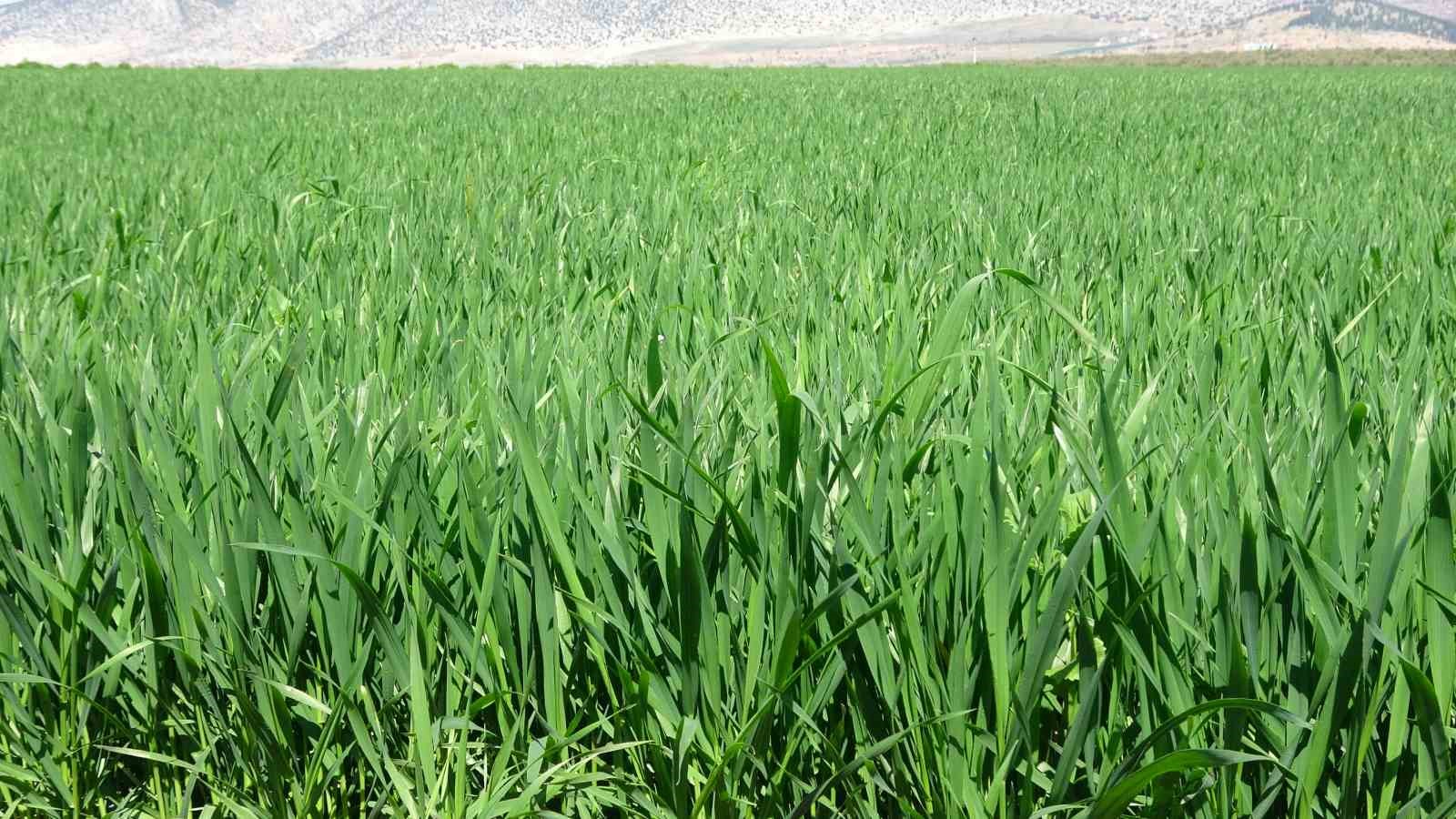 Yağışlar buğday üreticisinin yüzünü güldürdü
