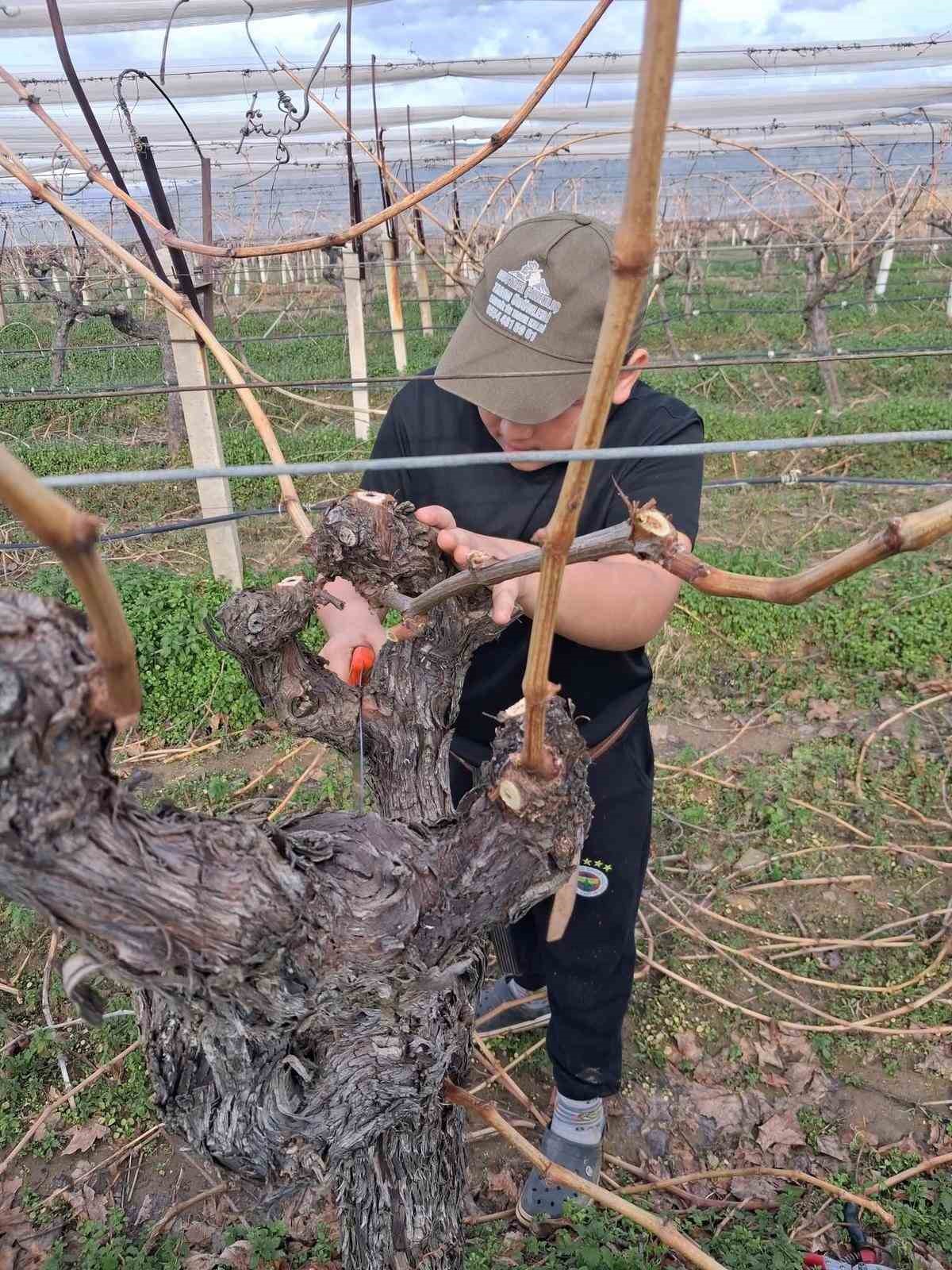 Yağmur bitti, çiftçi bağlara koştu
