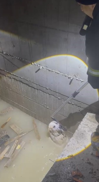 Yağmur sularıyla dolan asansör boşluğuna düşen köpek son anda kurtarıldı
