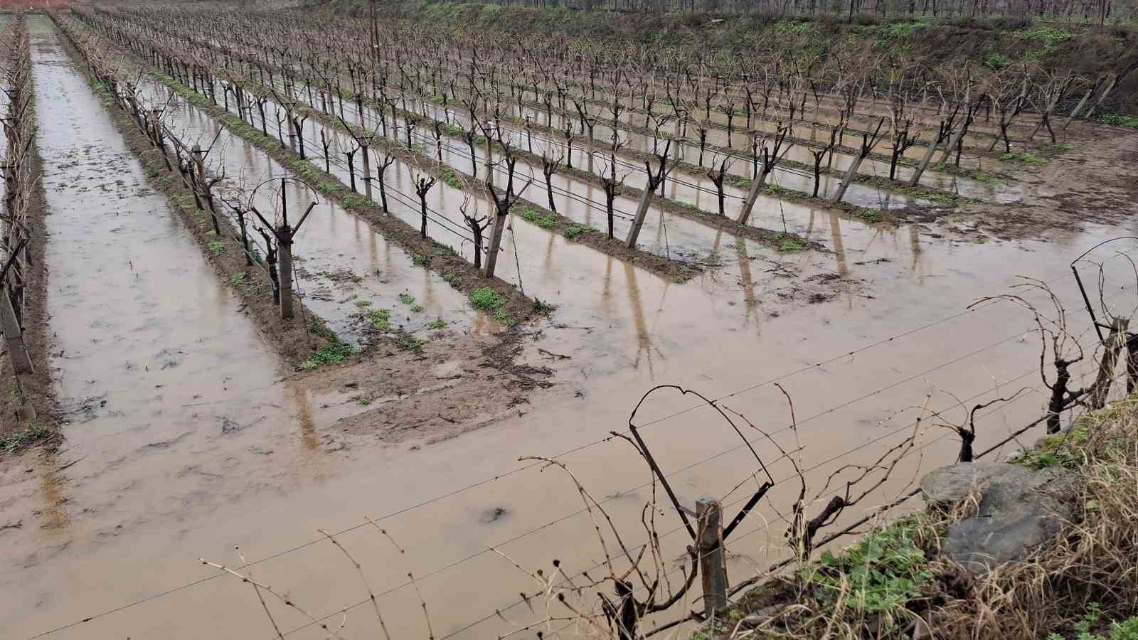 Yağmurlar bağcıların yüzünü güldürdü
