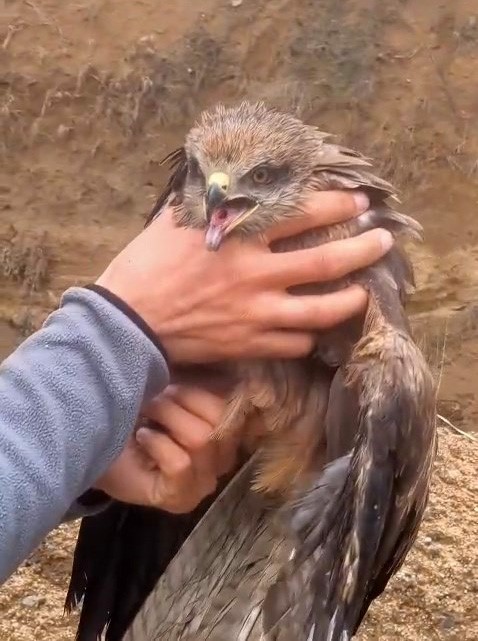 Yakalan yaralı şahin, ekiplere teslim edildi
