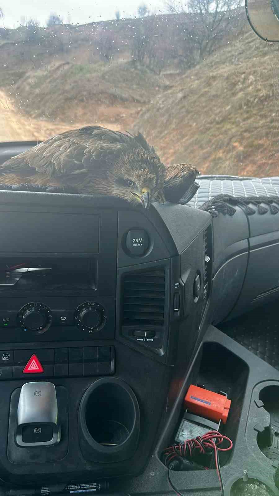 Yakalan yaralı şahin, ekiplere teslim edildi
