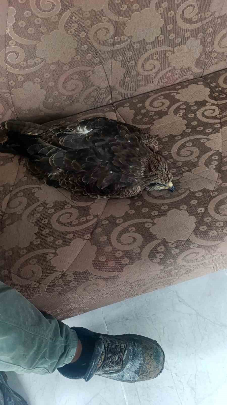 Yakalan yaralı şahin, ekiplere teslim edildi
