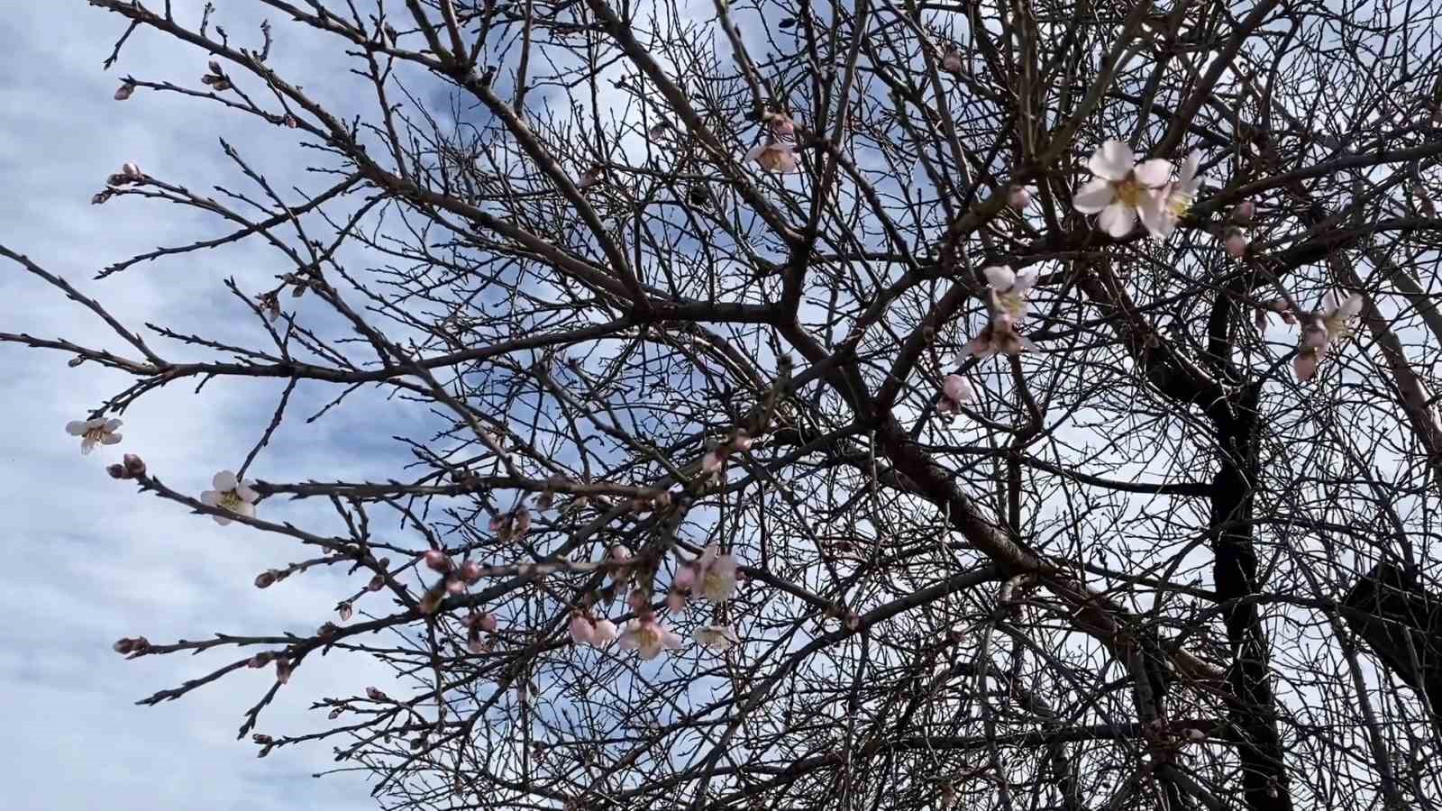 Yalancı bahar aldattı, badem ağaçları çiçek açtı
