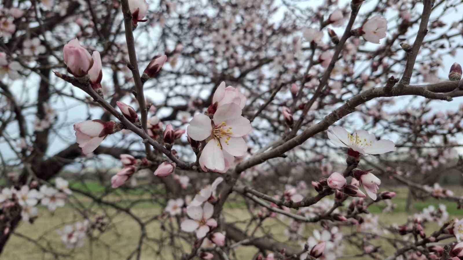 Yalancı bahara aldanan ağaçlar erkenden çiçek açtı
