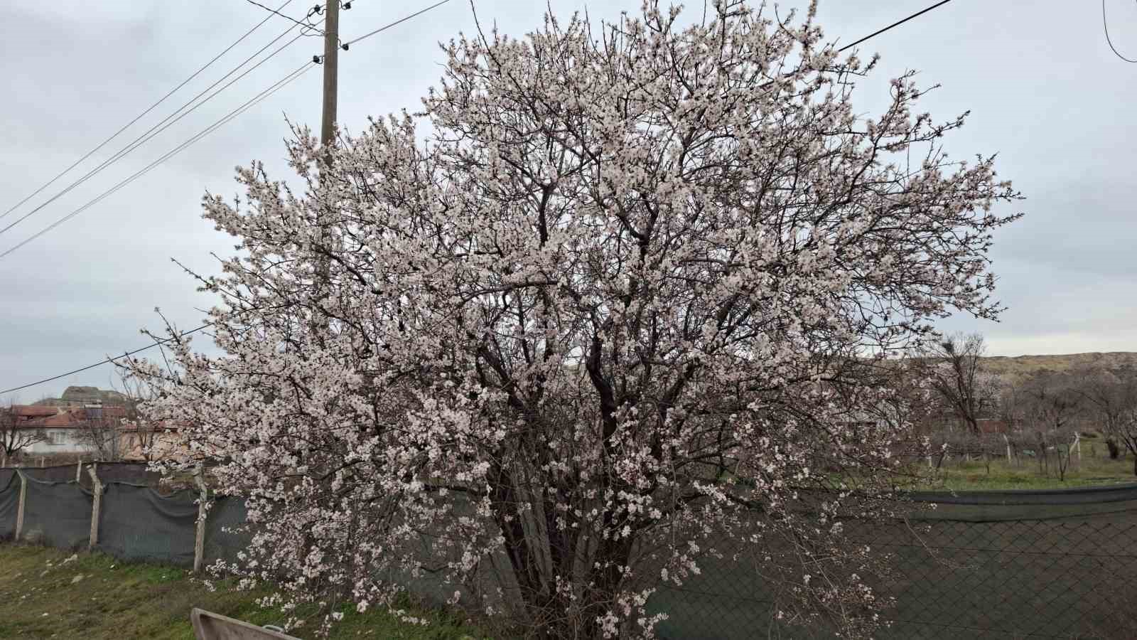 Yalancı bahara aldanan ağaçlar erkenden çiçek açtı
