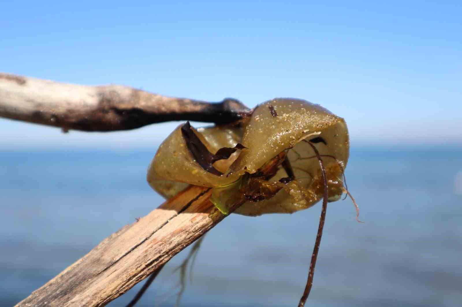 Yalova sahilinde istilacı yosun türü gözlemlendi
