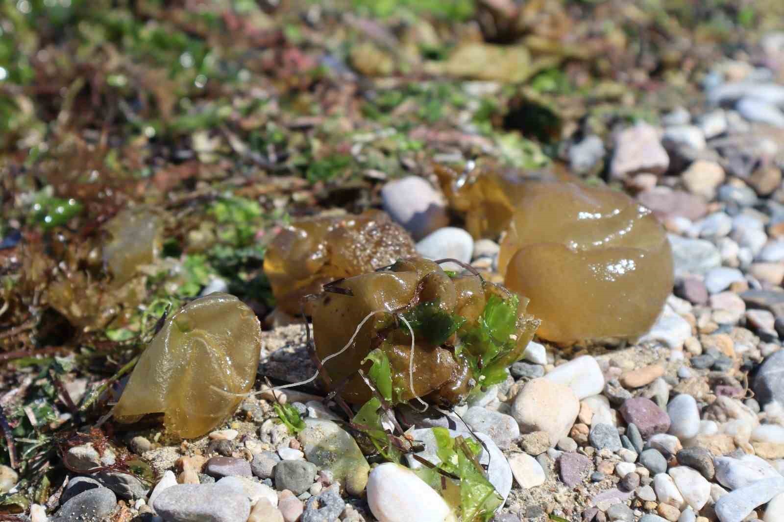 Yalova sahilinde istilacı yosun türü gözlemlendi
