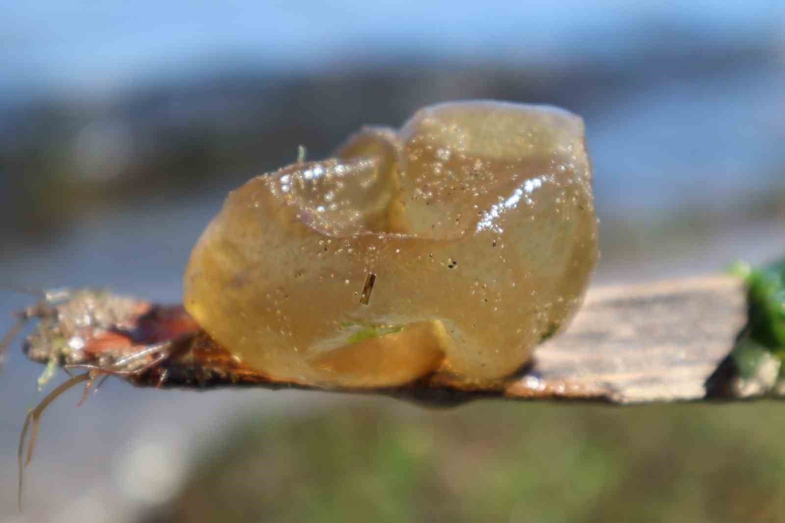 Yalova sahilinde istilacı yosun türü gözlemlendi
