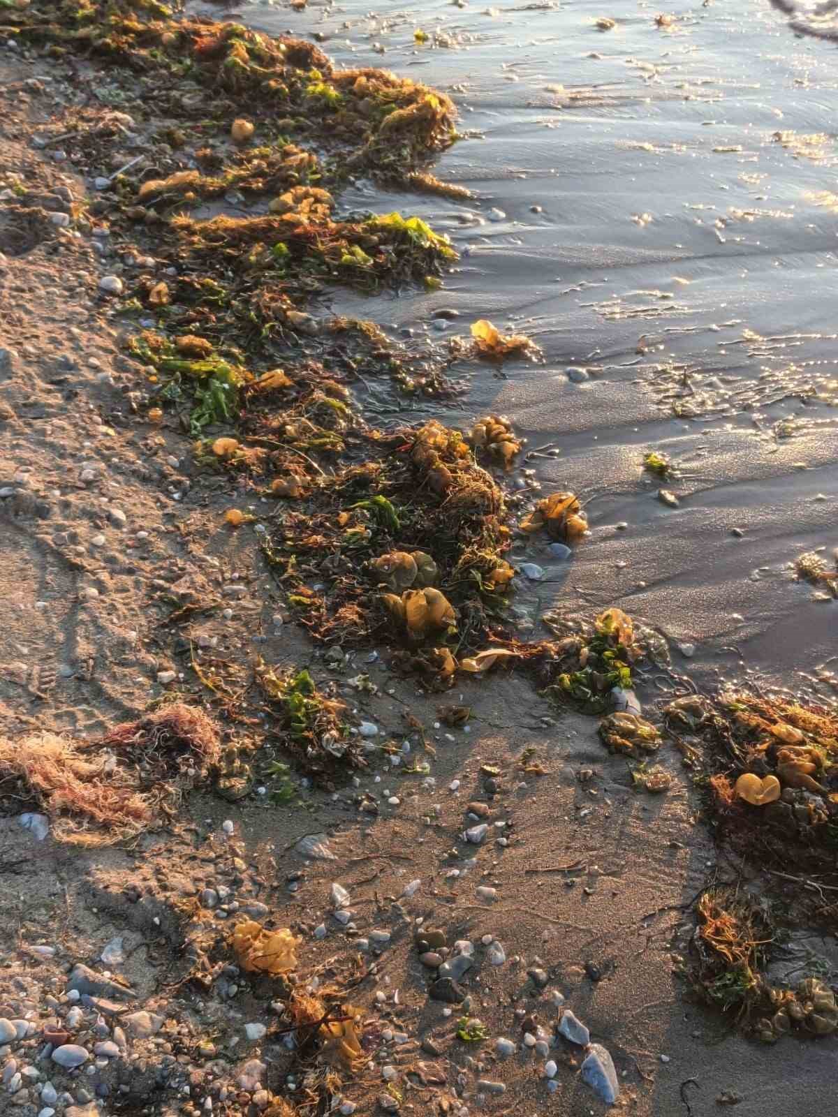 Yalova sahilinde istilacı yosun türü gözlemlendi
