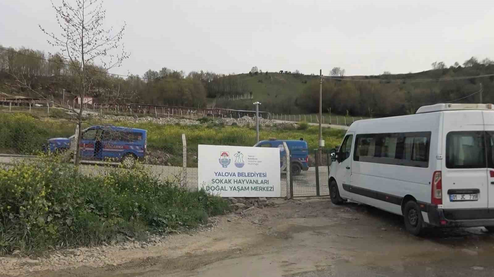 Yalova’daki barınakta köpek ölümleriyle ilgili soruşturma
