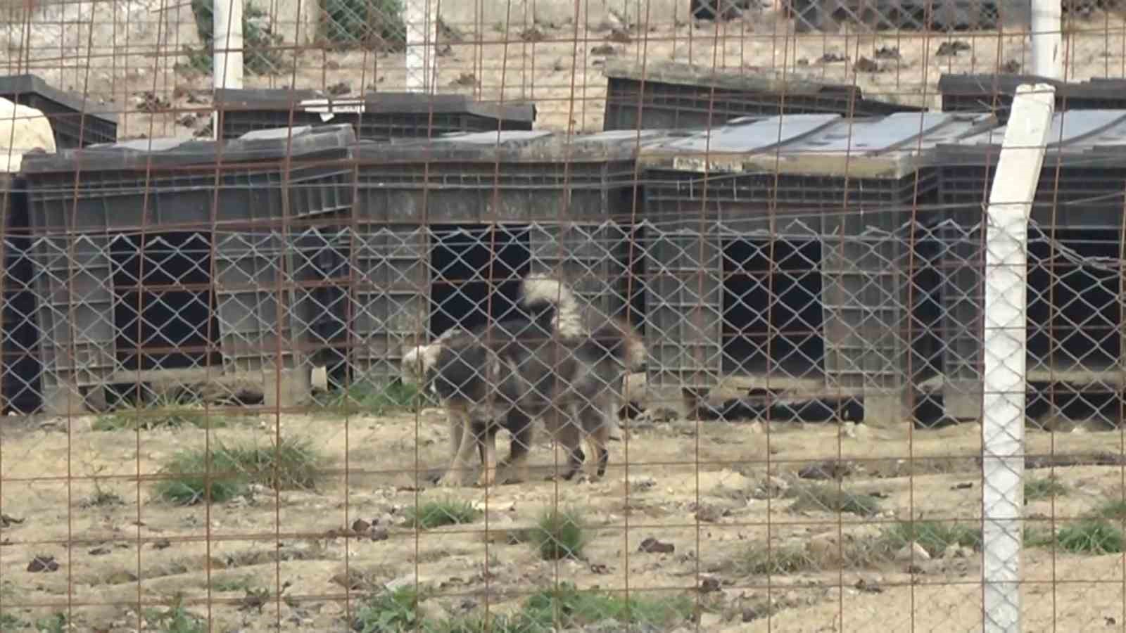 Yalova’daki barınakta köpek ölümleriyle ilgili soruşturma
