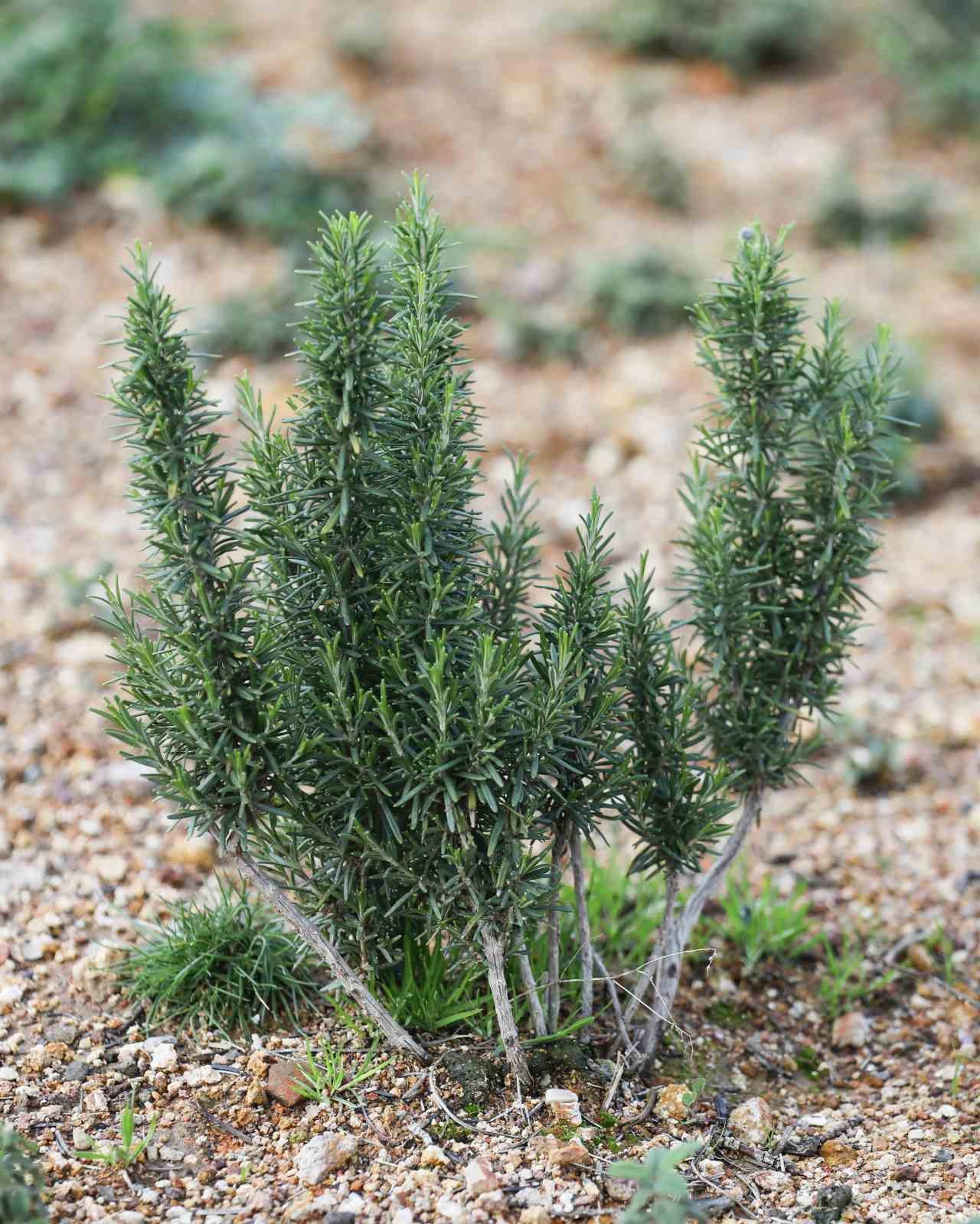 Yamanlar’da yanan ormanlar yeniden yeşeriyor
