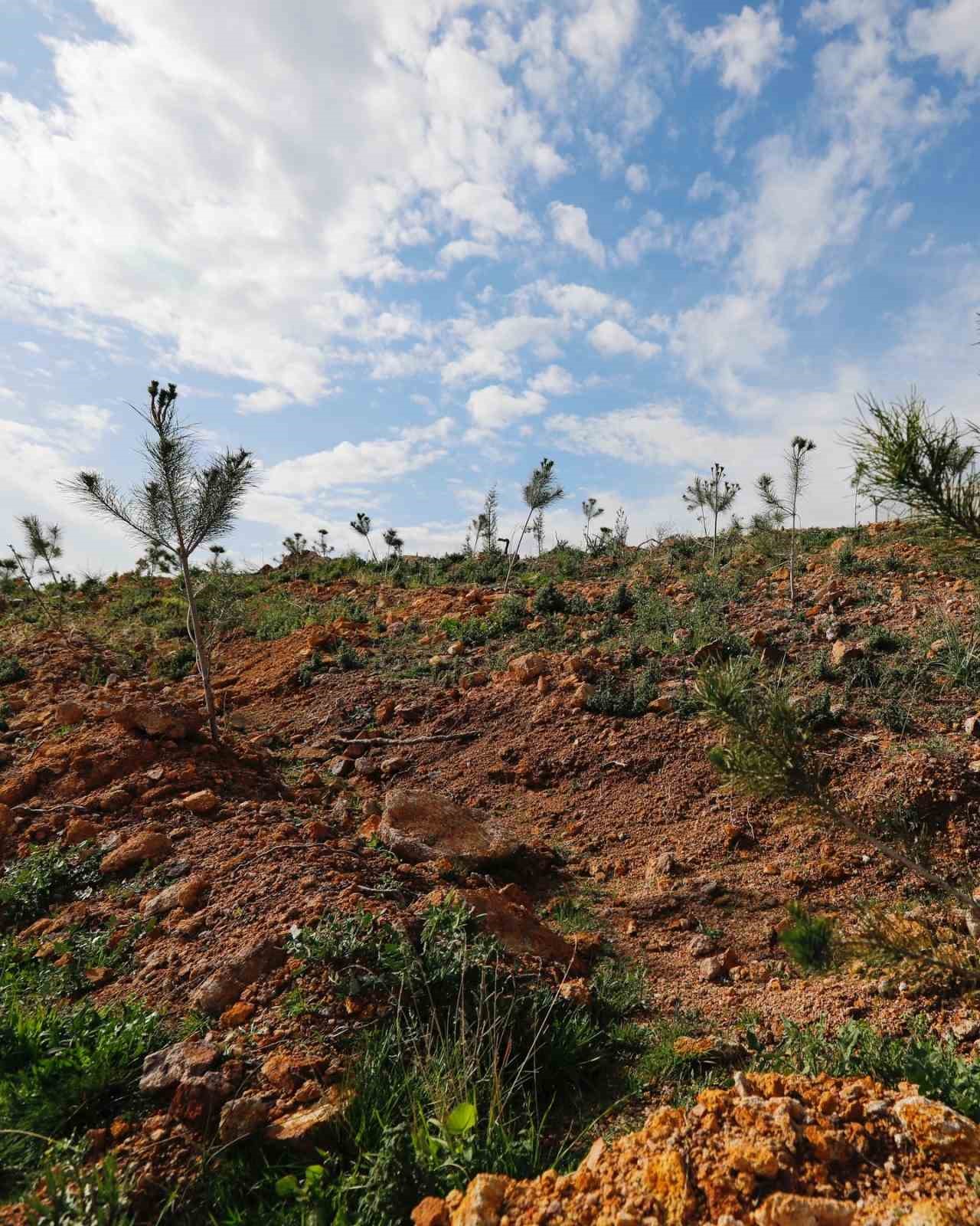 Yamanlar’da yanan ormanlar yeniden yeşeriyor
