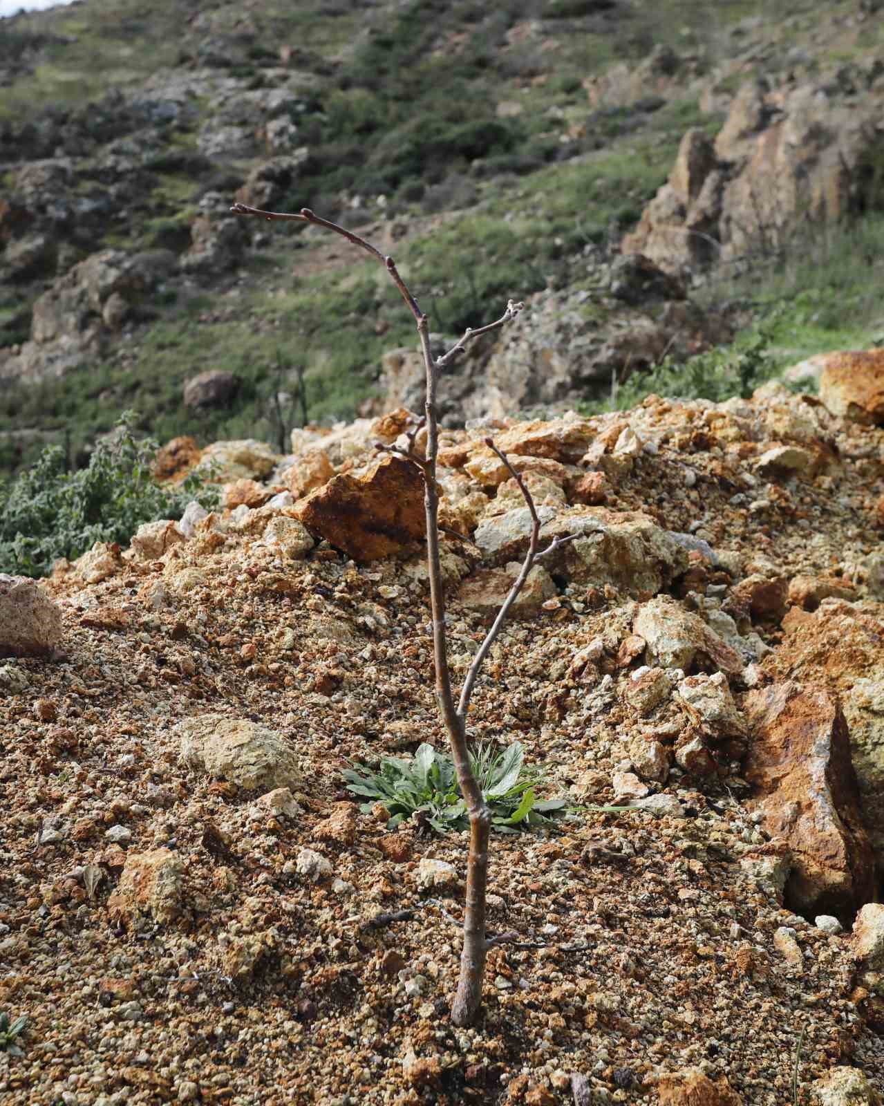 Yamanlar’da yanan ormanlar yeniden yeşeriyor

