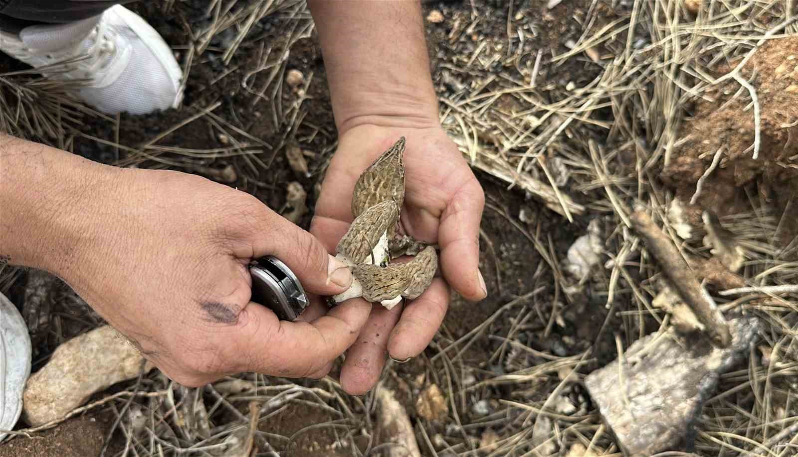 Yanan ormanlık alanda kuzugöbeği mantarı bolluğu: Köylülerin gelir kaynağı oldu
