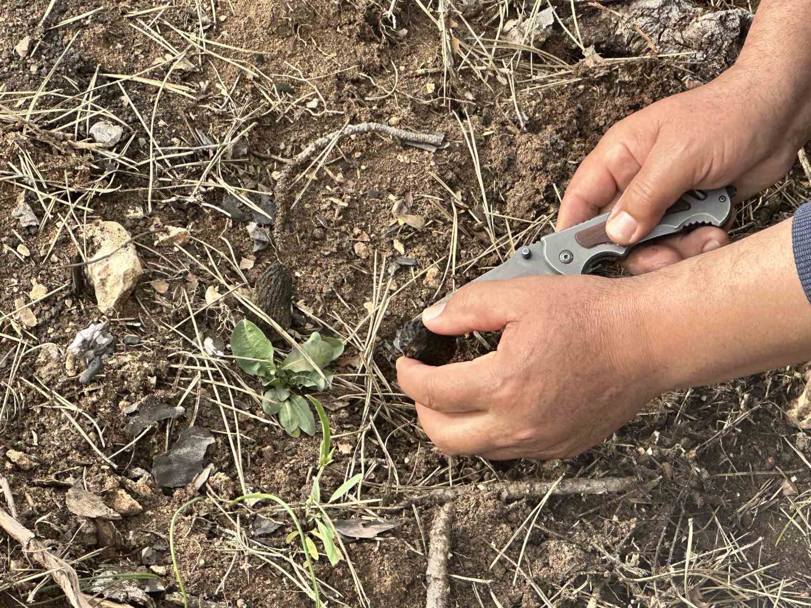 Yanan ormanlık alanda kuzugöbeği mantarı bolluğu: Köylülerin gelir kaynağı oldu
