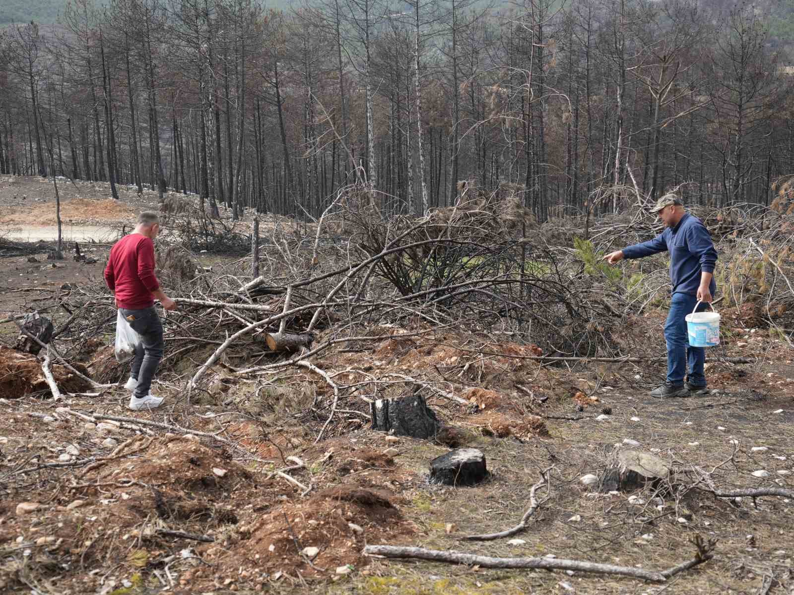 Yanan ormanlık alanda kuzugöbeği mantarı bolluğu: Köylülerin gelir kaynağı oldu
