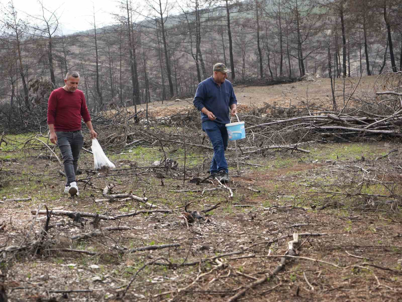 Yanan ormanlık alanda kuzugöbeği mantarı bolluğu: Köylülerin gelir kaynağı oldu
