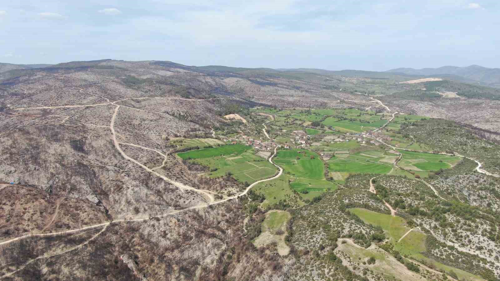 Yanan ormanlık alanda kuzugöbeği mantarı bolluğu: Köylülerin gelir kaynağı oldu
