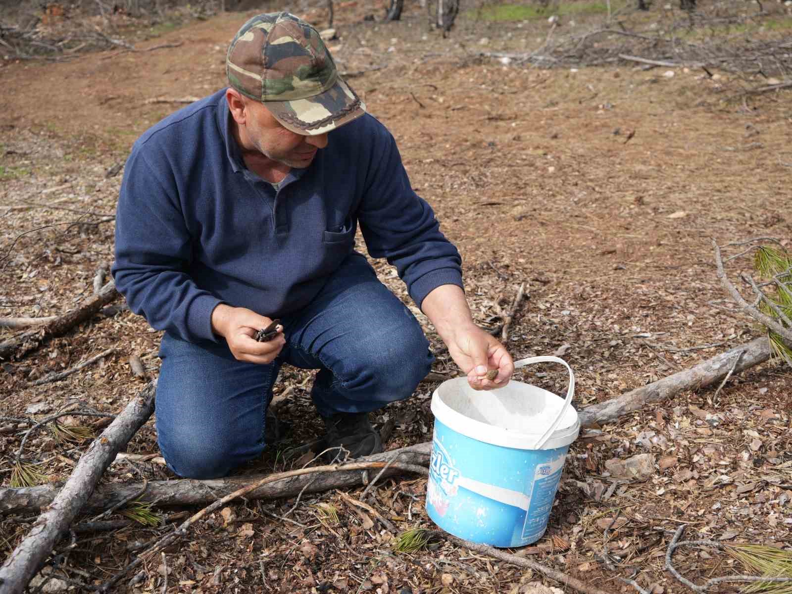 Yanan ormanlık alanda kuzugöbeği mantarı bolluğu: Köylülerin gelir kaynağı oldu
