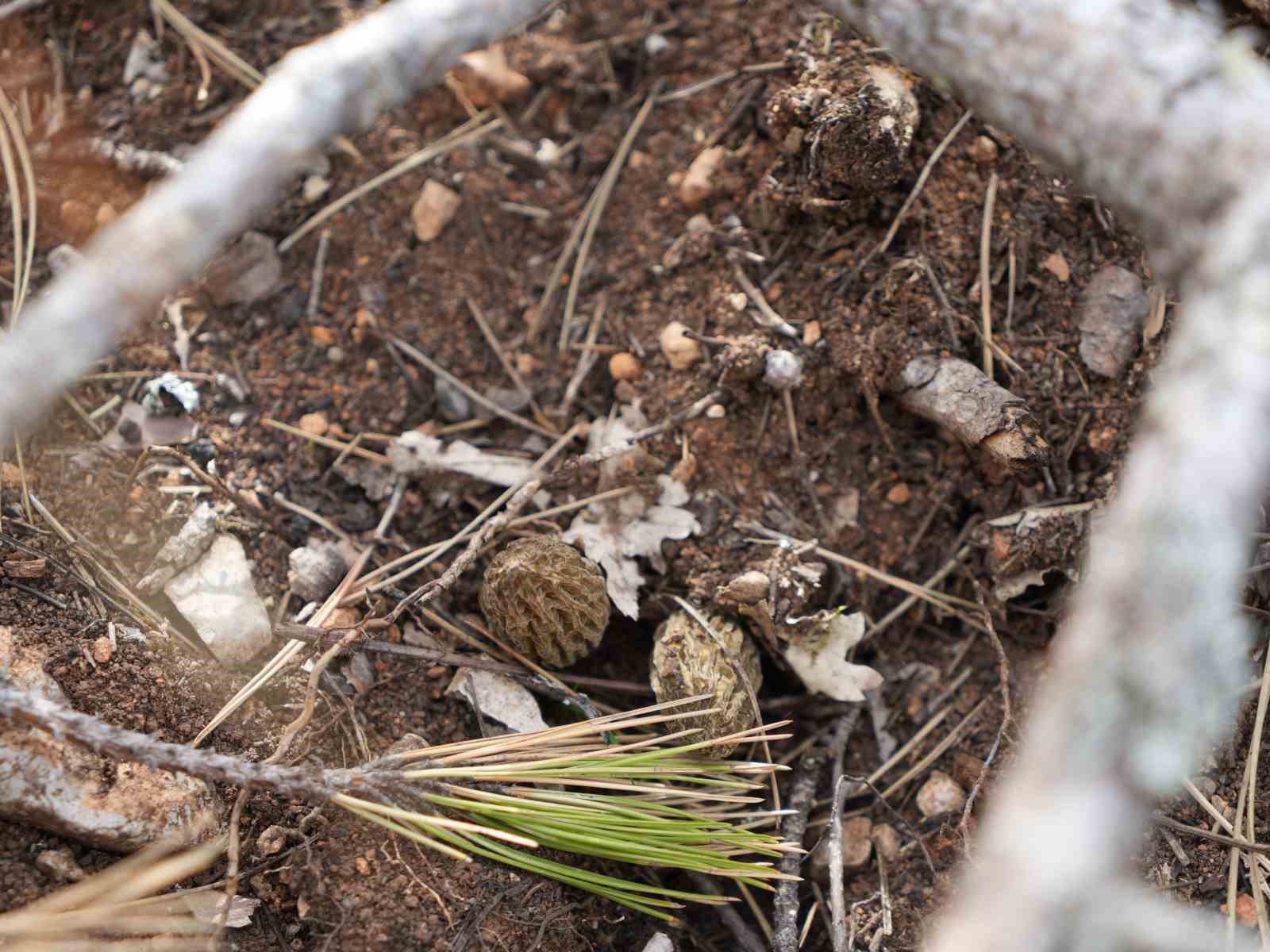 Yanan ormanlık alanda kuzugöbeği mantarı bolluğu: Köylülerin gelir kaynağı oldu
