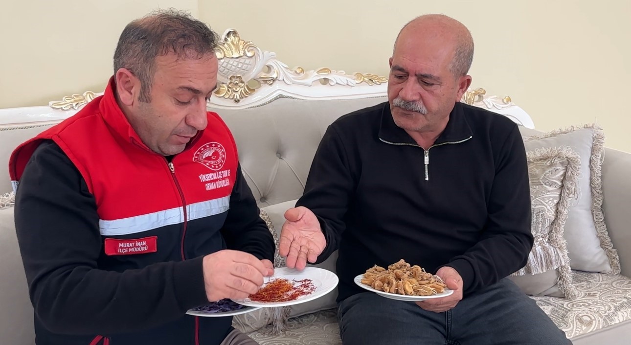 "Yapamazsın" diyenlere inat yetiştirdiği safran ve salebi evinde tüketiyor
