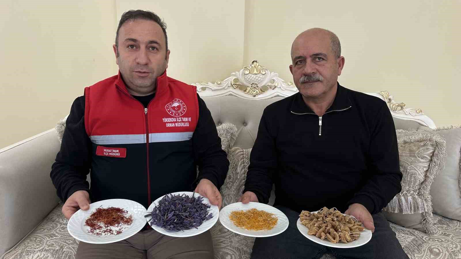 "Yapamazsın" diyenlere inat yetiştirdiği safran ve salebi evinde tüketiyor
