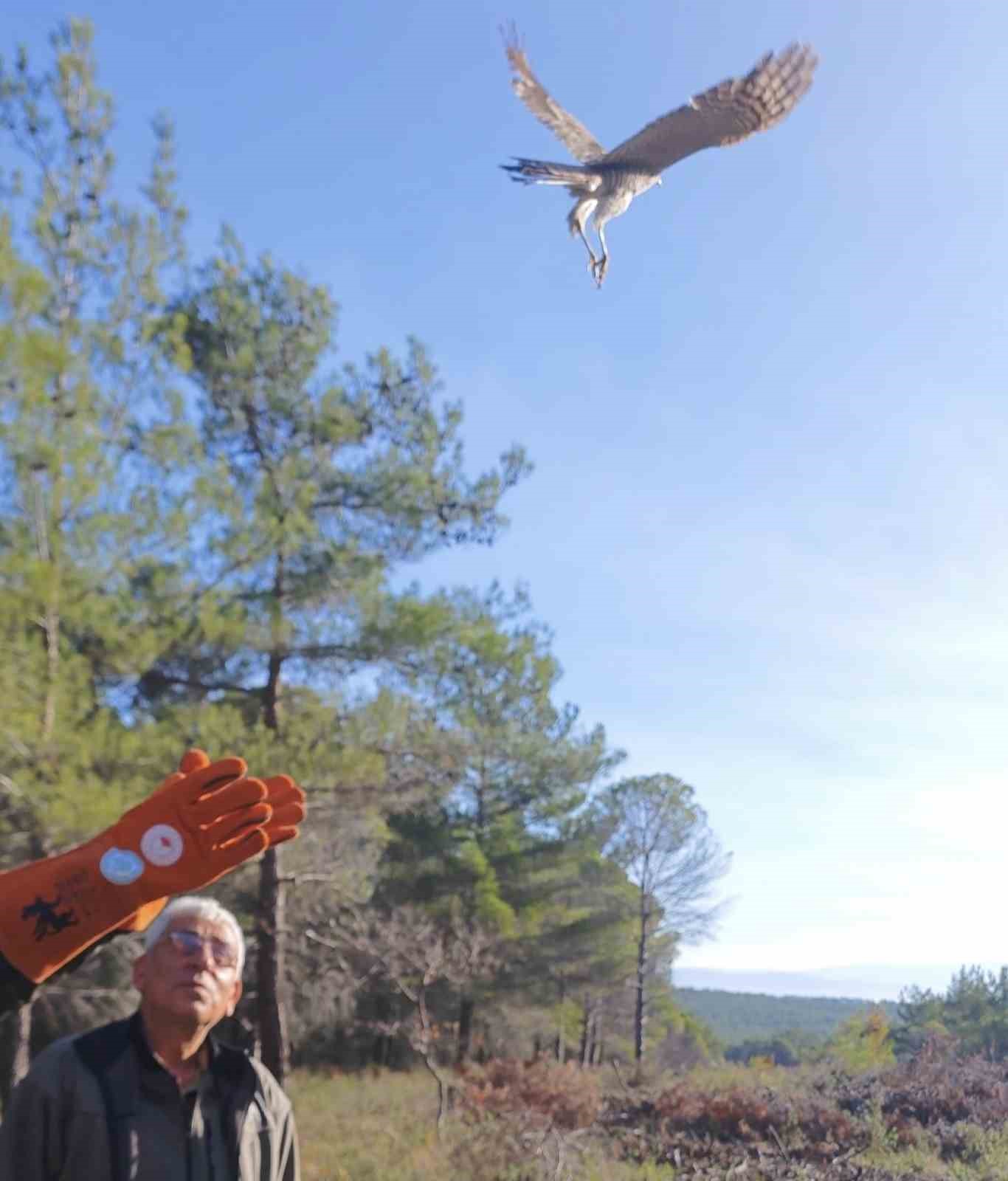 Yaralı atamaca tedavisi ardından yeniden doğal ortamında
