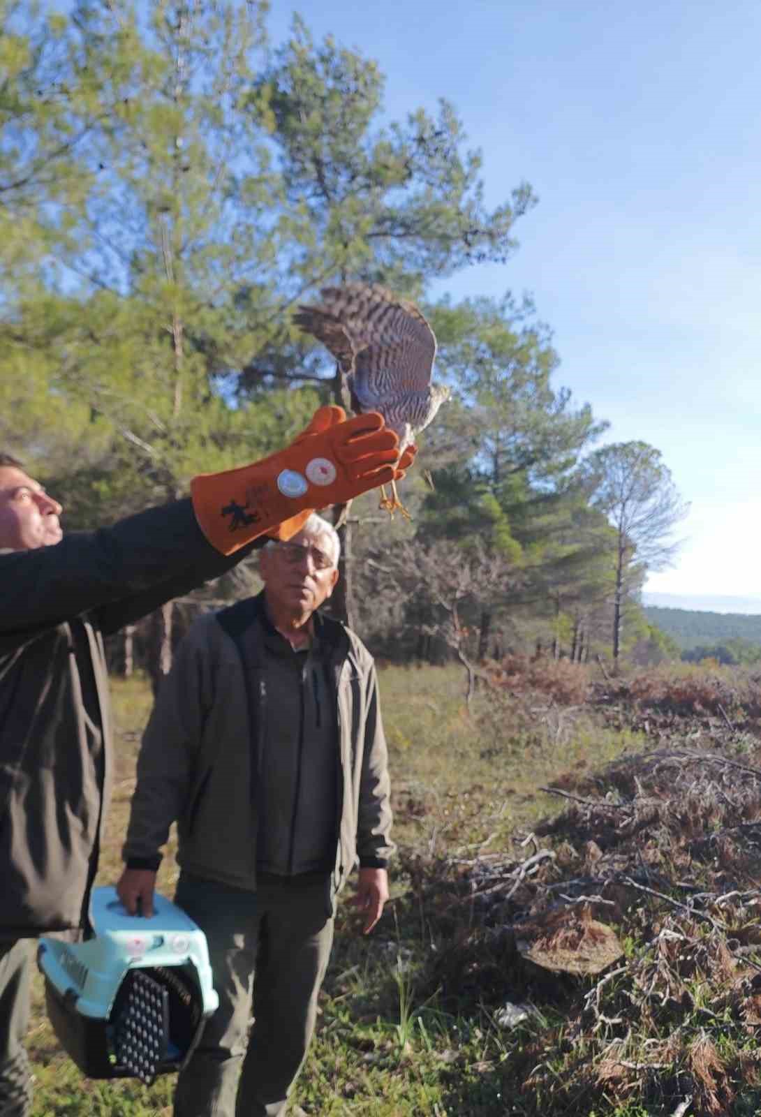 Yaralı atamaca tedavisi ardından yeniden doğal ortamında
