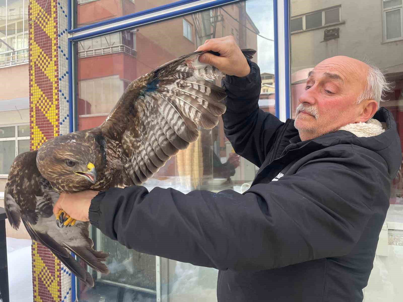 Yaralı boz şahine şefkat eli
