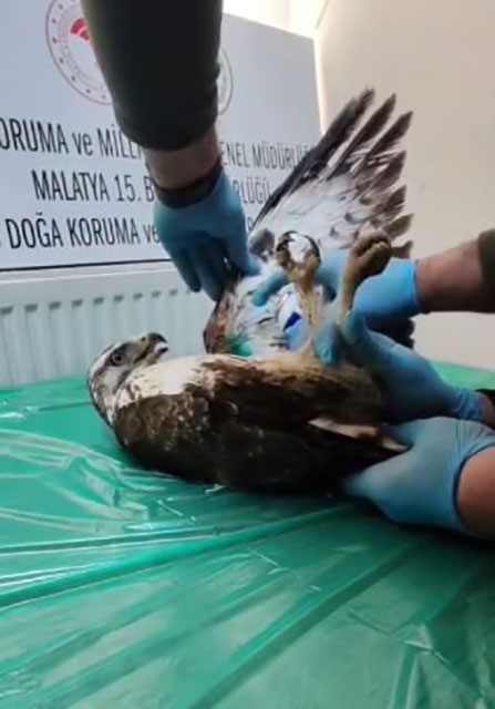 Yaralı bulunan şahin, tedavisinin ardından doğaya salındı
