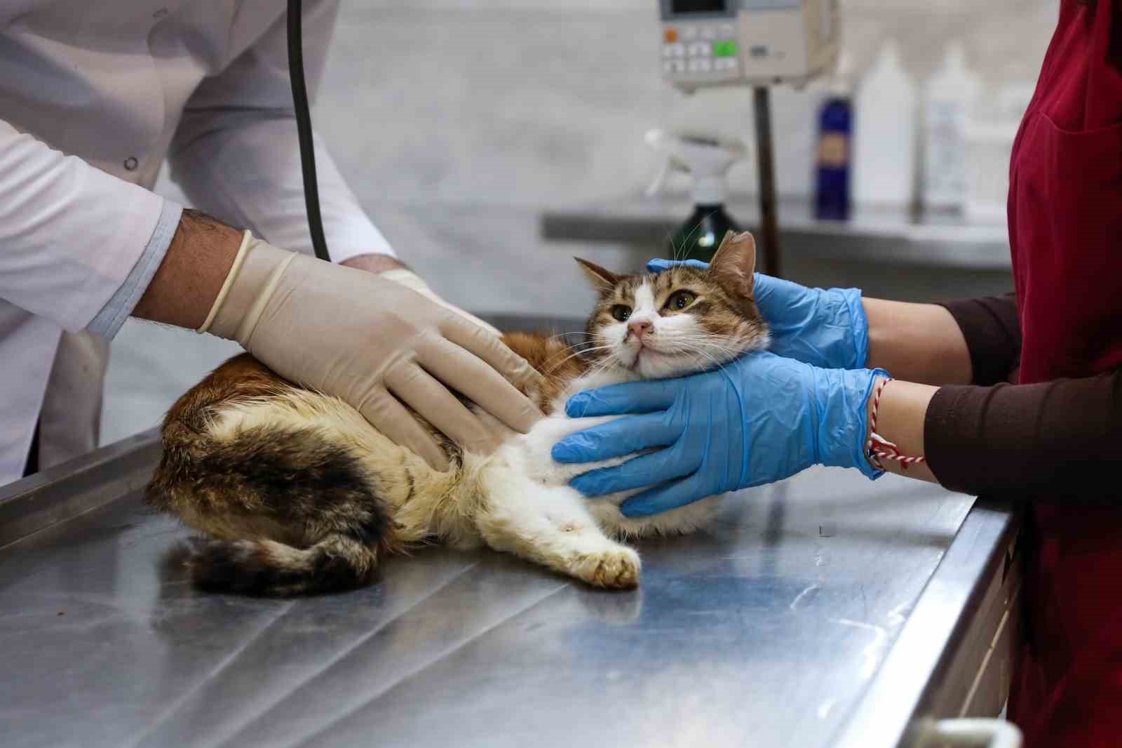 Yaralı kediye Büyükşehir şefkati
