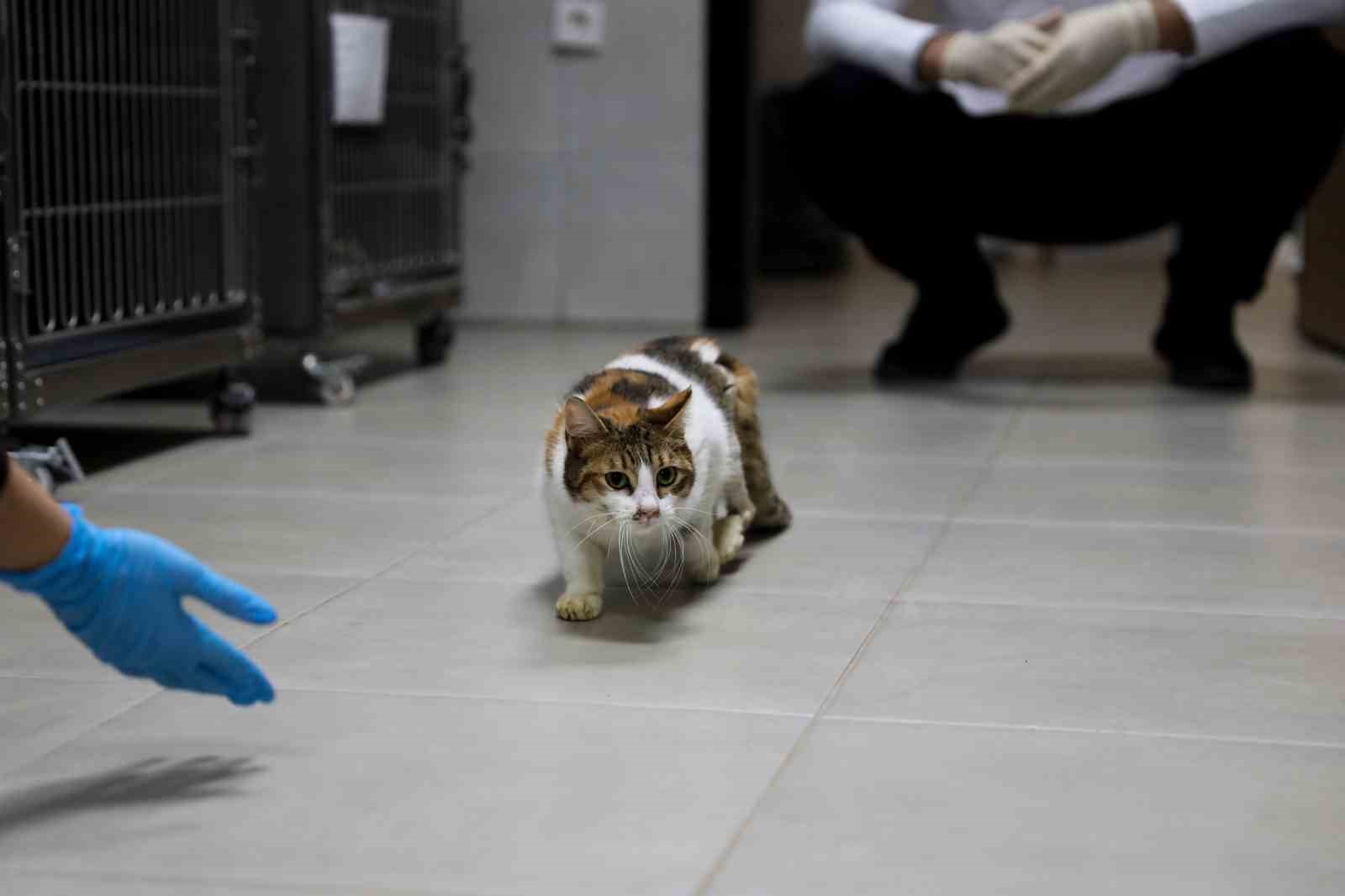 Yaralı kediye Büyükşehir şefkati
