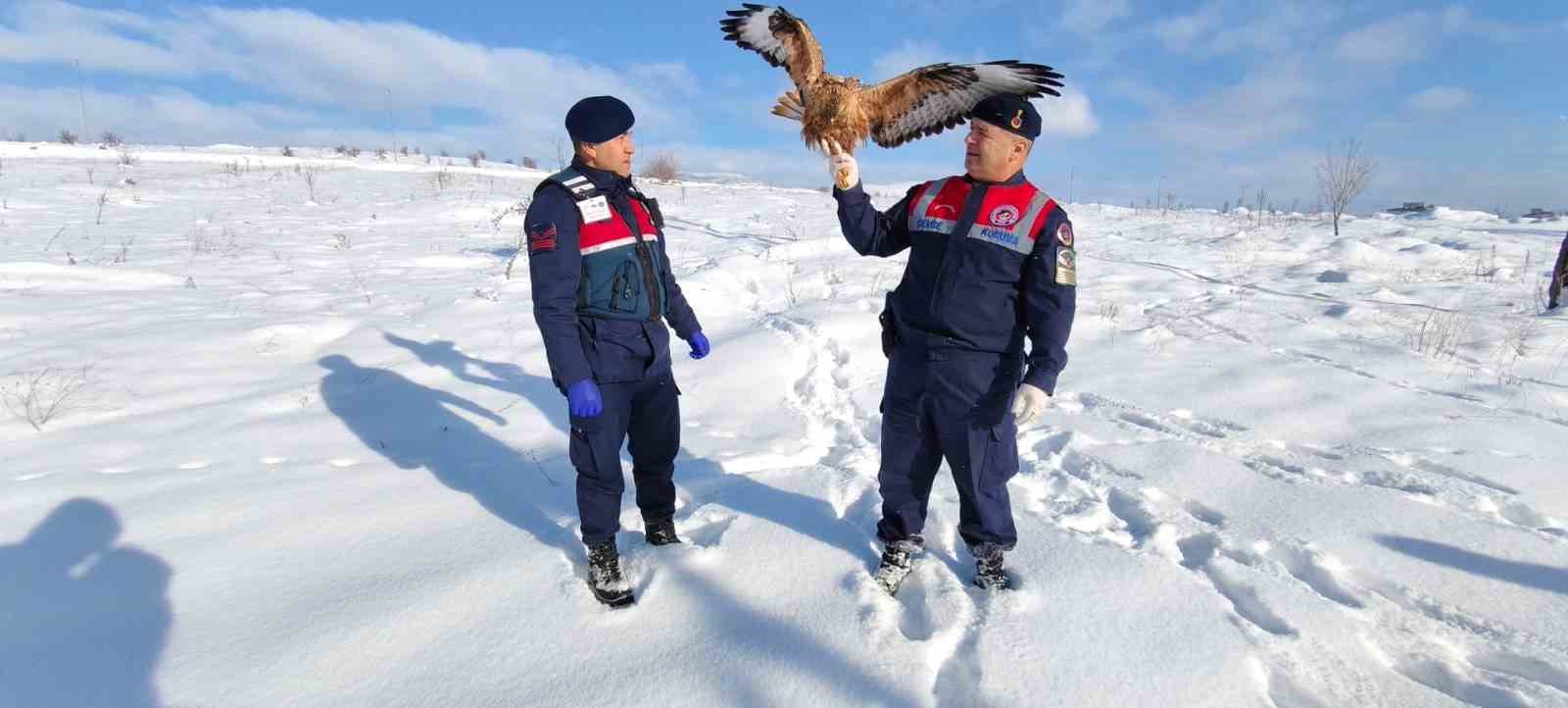 Yaralı kızıl şahin koruma altına alındı

