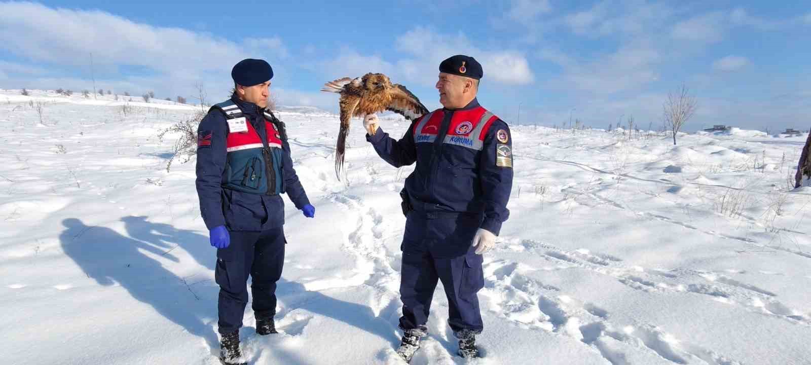 Yaralı kızıl şahin koruma altına alındı
