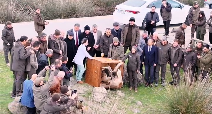 Yaralı pelikanlar tedavilerinin ardından doğaya salındı
