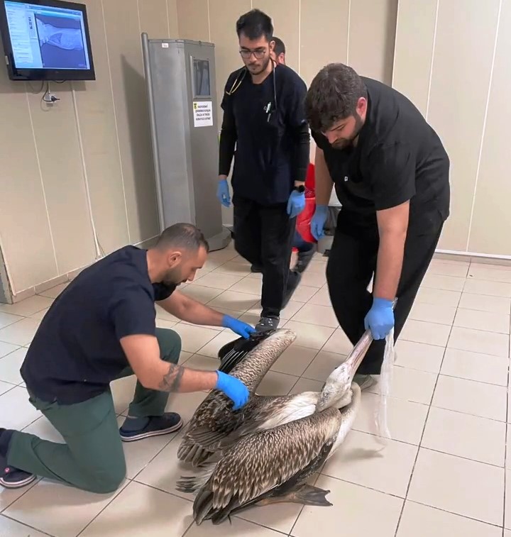 Yaralı pelikanlar tedavilerinin ardından doğaya salındı
