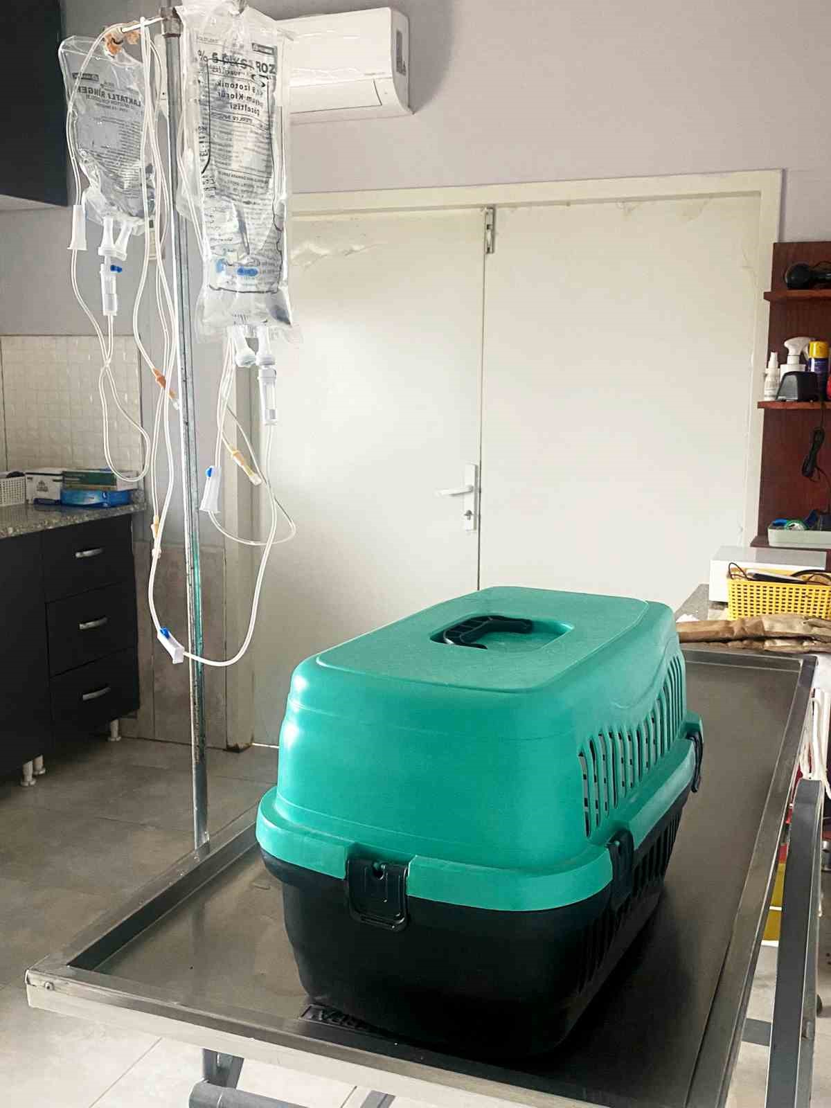 Yaralı şahin koruma altına alındı
