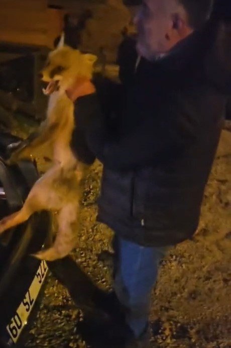 Yaralı tilki için seferber oldu
