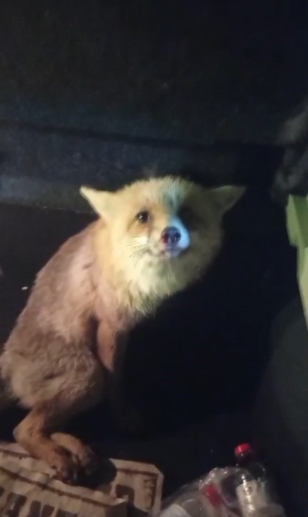 Yaralı tilki için seferber oldu
