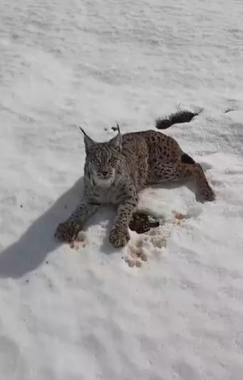 Yaralı vaşağı gören tır şoförü ‘İnsanlık ölmemiş’ dedirtti
