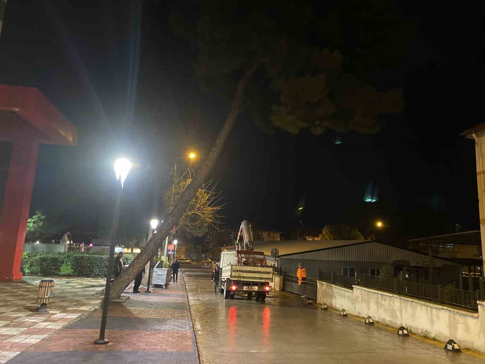 Yarım asırlık çam ağacı fırtınaya dayanamadı
